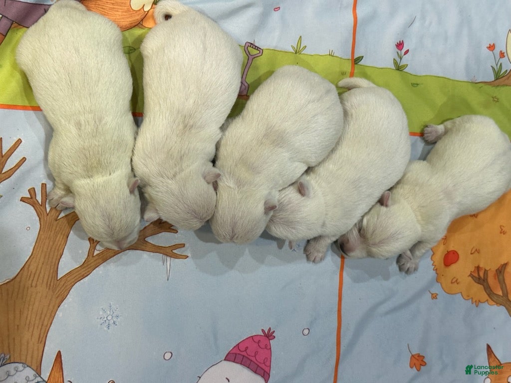 West Highland Terrier dogs Girl 1 - Ad 2