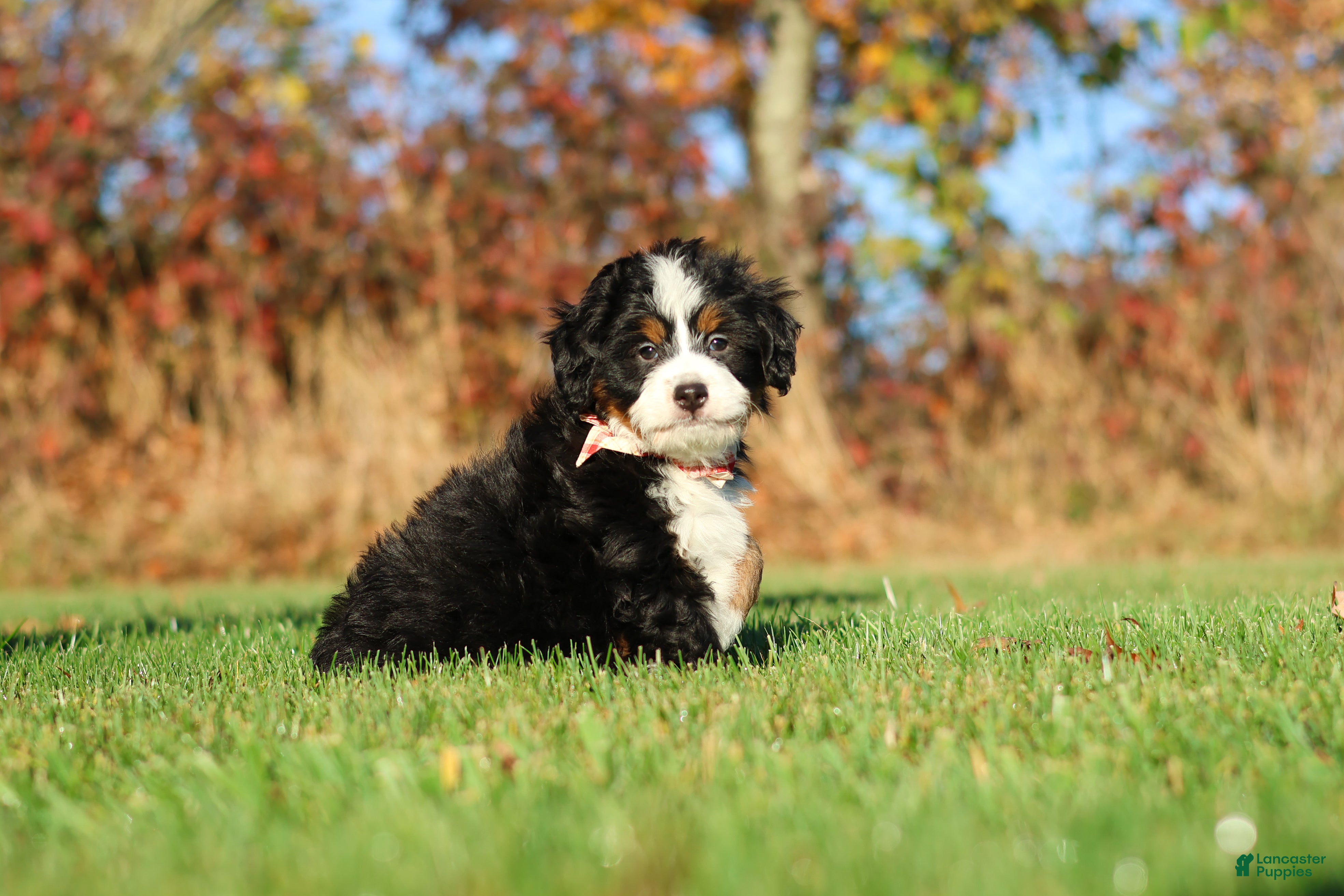 Mini Bernedoodle dogs for sale: Colt - Ad 2