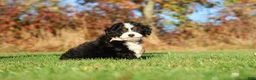 Mini Bernedoodle dogs for sale: Colt - Ad 2