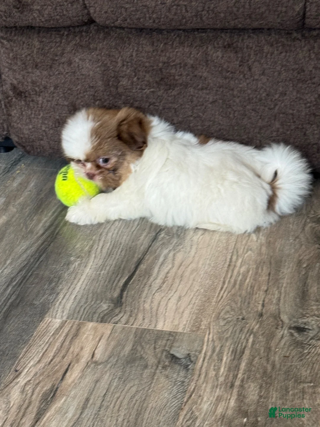 Shih Tzu dogs for sale: Shih Tzu 1 - Ad 1