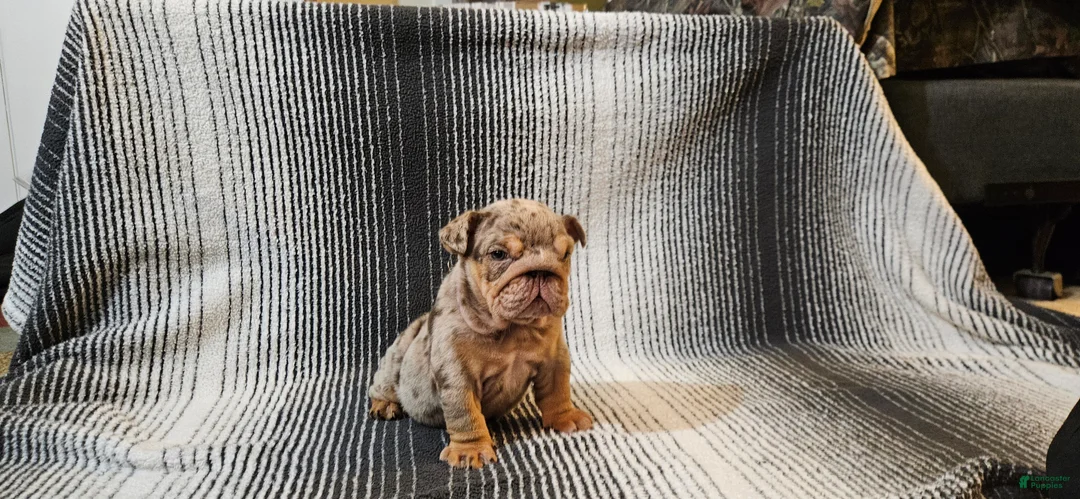 English Bulldog dogs for sale: English Bulldog Puppy 1 - Ad 8