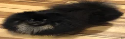 Pomeranian dogs for sale: Grace  - Ad 10