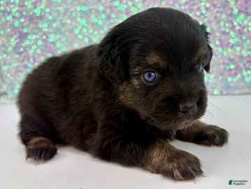 Toy Australian Shepherd dogs Peter Pan - Ad 1