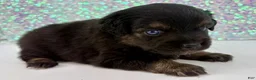 Toy Australian Shepherd dogs for sale: Peter Pan - Ad 1