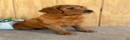 Goldendoodle dogs for sale: Goldie - Ad 25