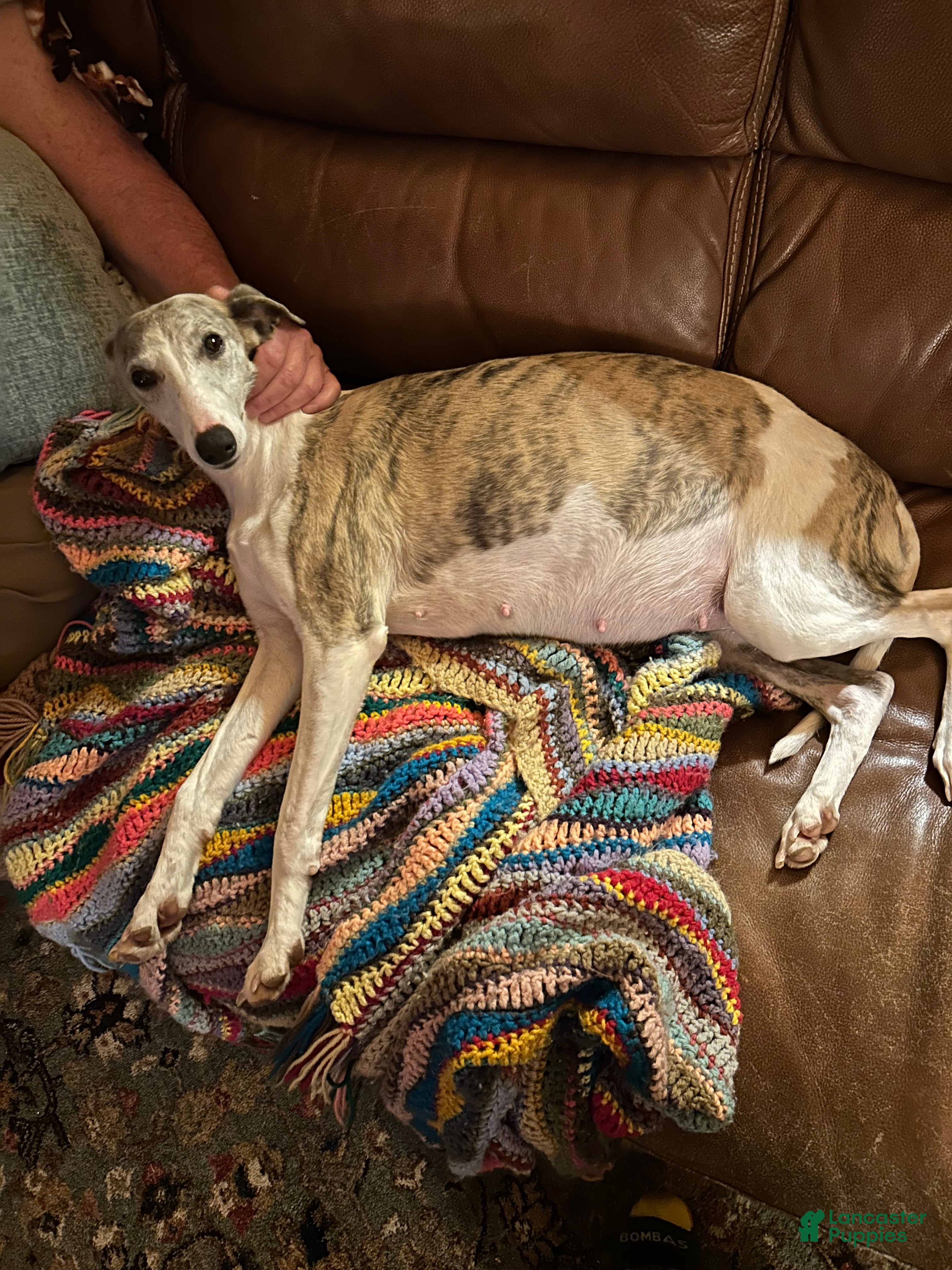 Whippet dogs Whippet Puppy 2 - Ad 6