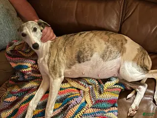 Whippet dogs Whippet Puppy 2 - Ad 6