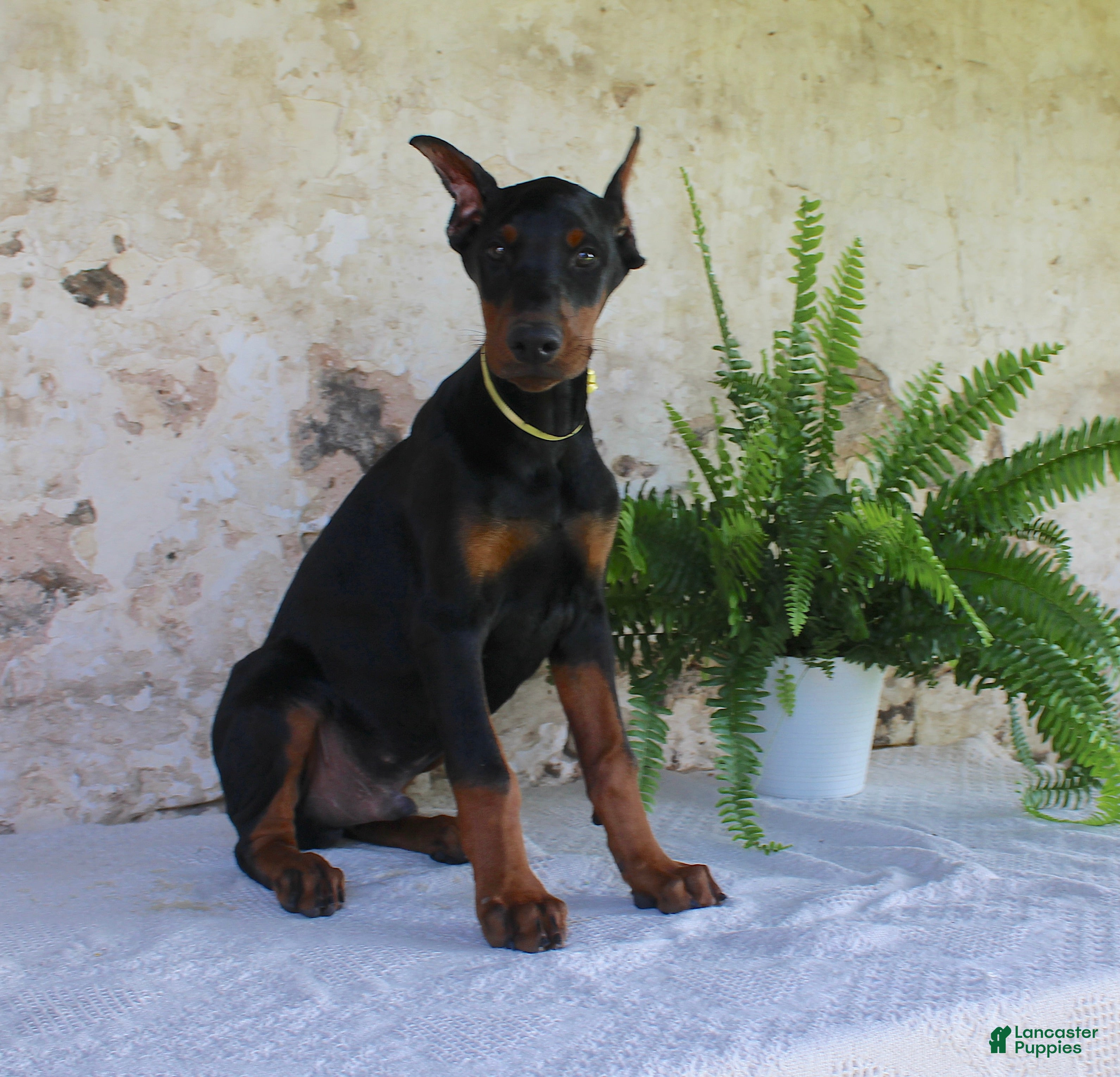 Doberman Pinscher dogs Sparky - Ad 2