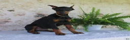 Doberman Pinscher dogs for sale: Sparky - Ad 2