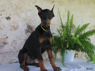Doberman Pinscher dogs Sparky - Ad 2