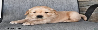 Zonnie