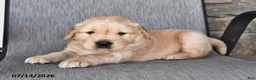 Golden Retriever dogs for sale: Zonnie - Ad 1