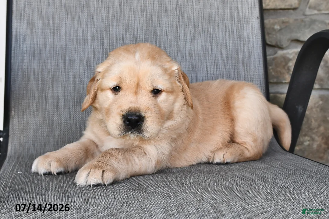 Golden Retriever dogs for sale: Zonnie - Ad 1