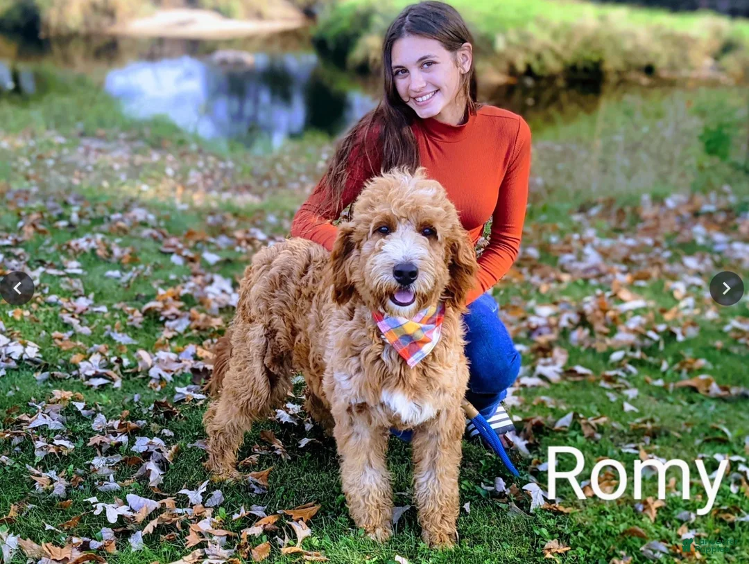 Goldendoodle dogs for sale: Rose - Ad 2