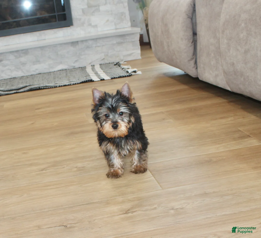 Yorkshire Terrier dogs for sale: Yorkshire Terrier Puppy 1 - Ad 6