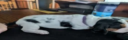 Basset Hound dogs for sale: Purple (Ellie May) - Ad 4
