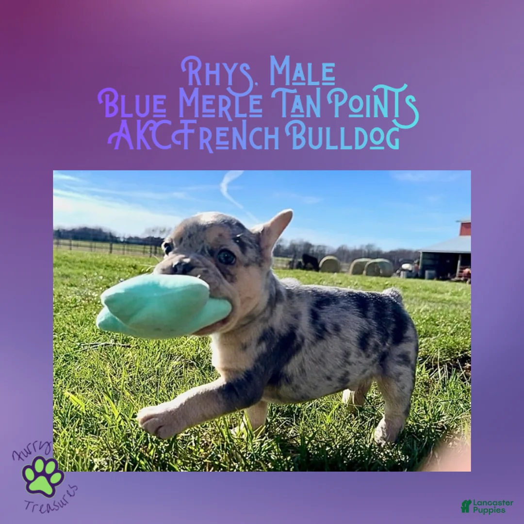 French Bulldog dogs for sale: Rhys, Merle, Male - Ad 2