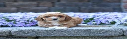 Toy Poodle dogs for sale: Rose  - Ad 3