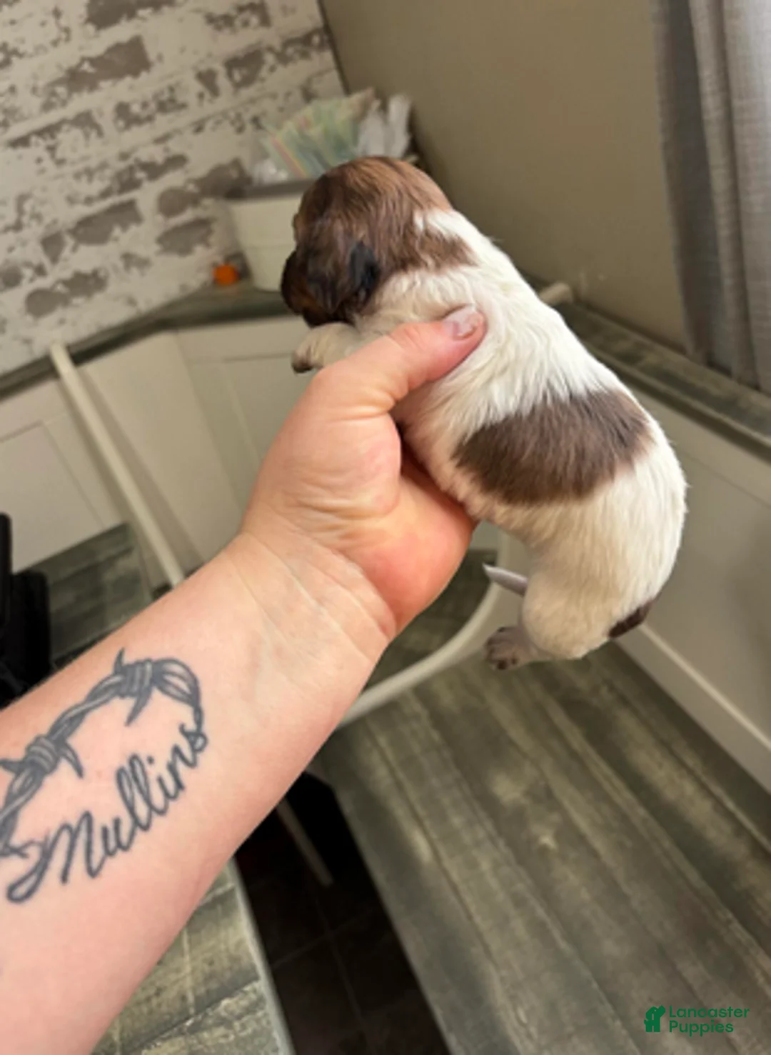 Dachshund dogs for sale: Shaded red dapple - Ad 4