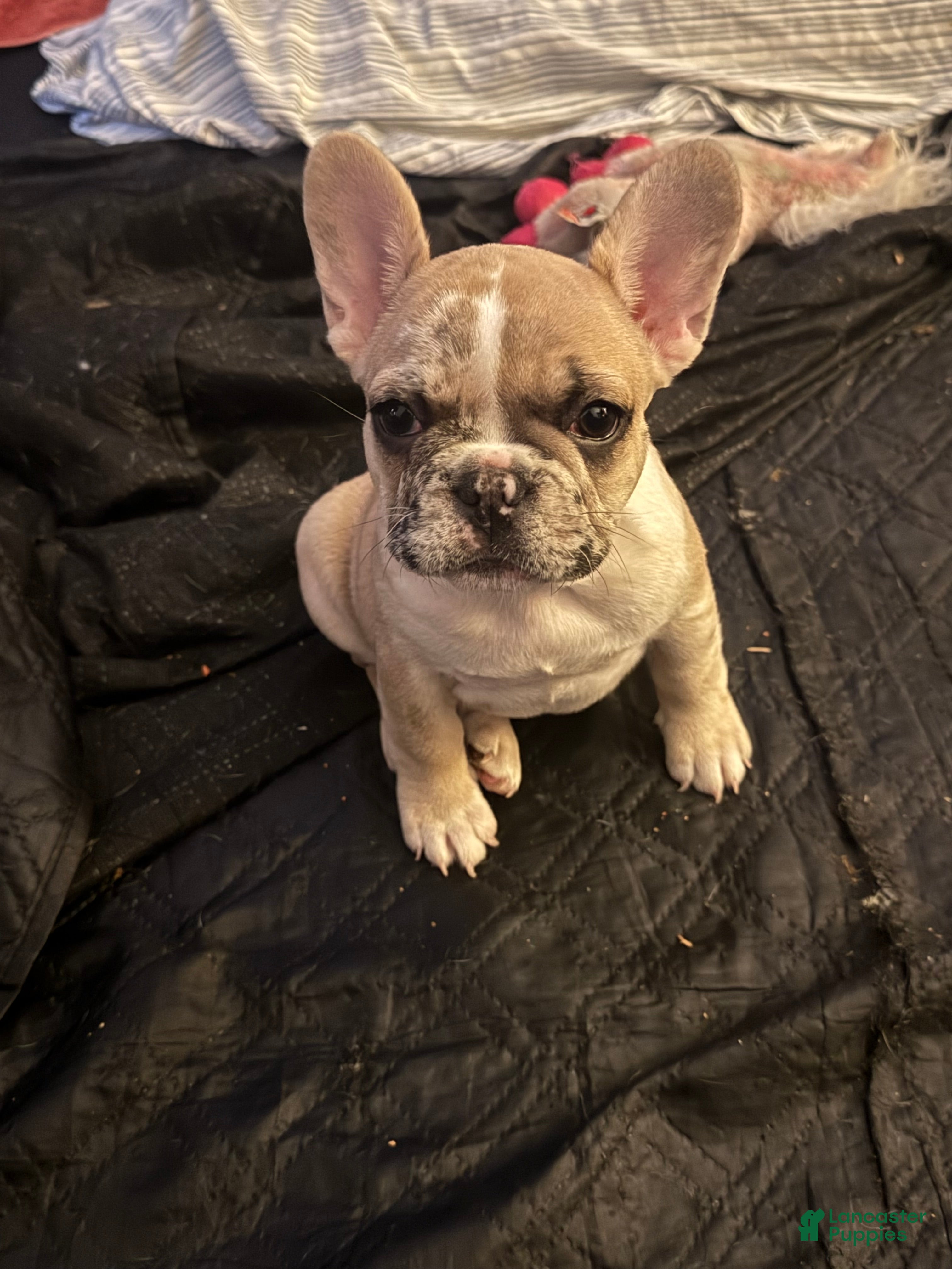 French Bulldog dogs French Bulldog 2 sweetie  - Ad 2