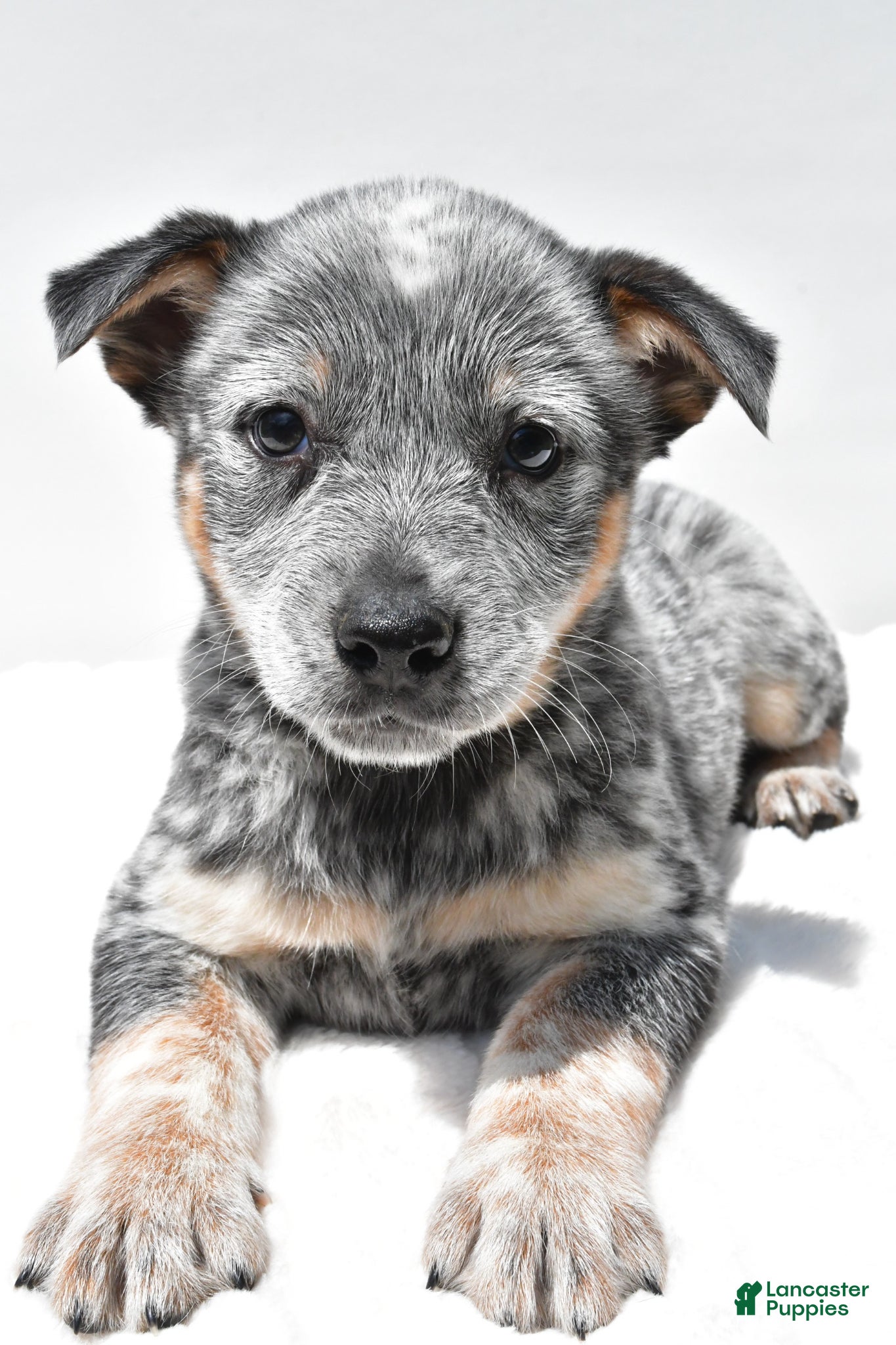 Australian Cattle Dog dogs Jasper - Ad 2