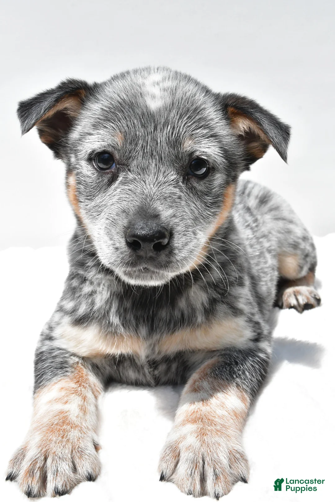 Australian Cattle Dog dogs for sale: Jasper - Ad 2