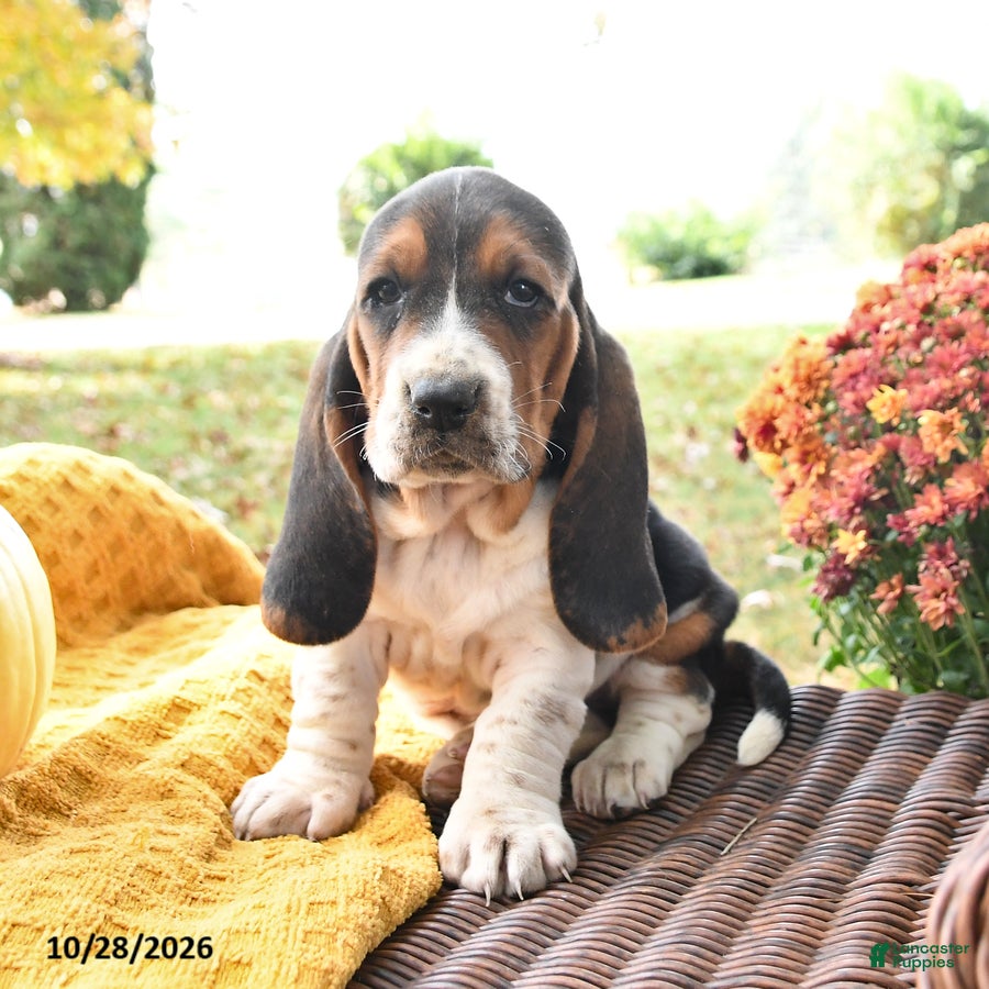 Basset Hound dogs for sale: Pepper - Ad 1