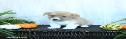 Welsh Corgi Pembroke dogs for sale: Karl - Ad 2
