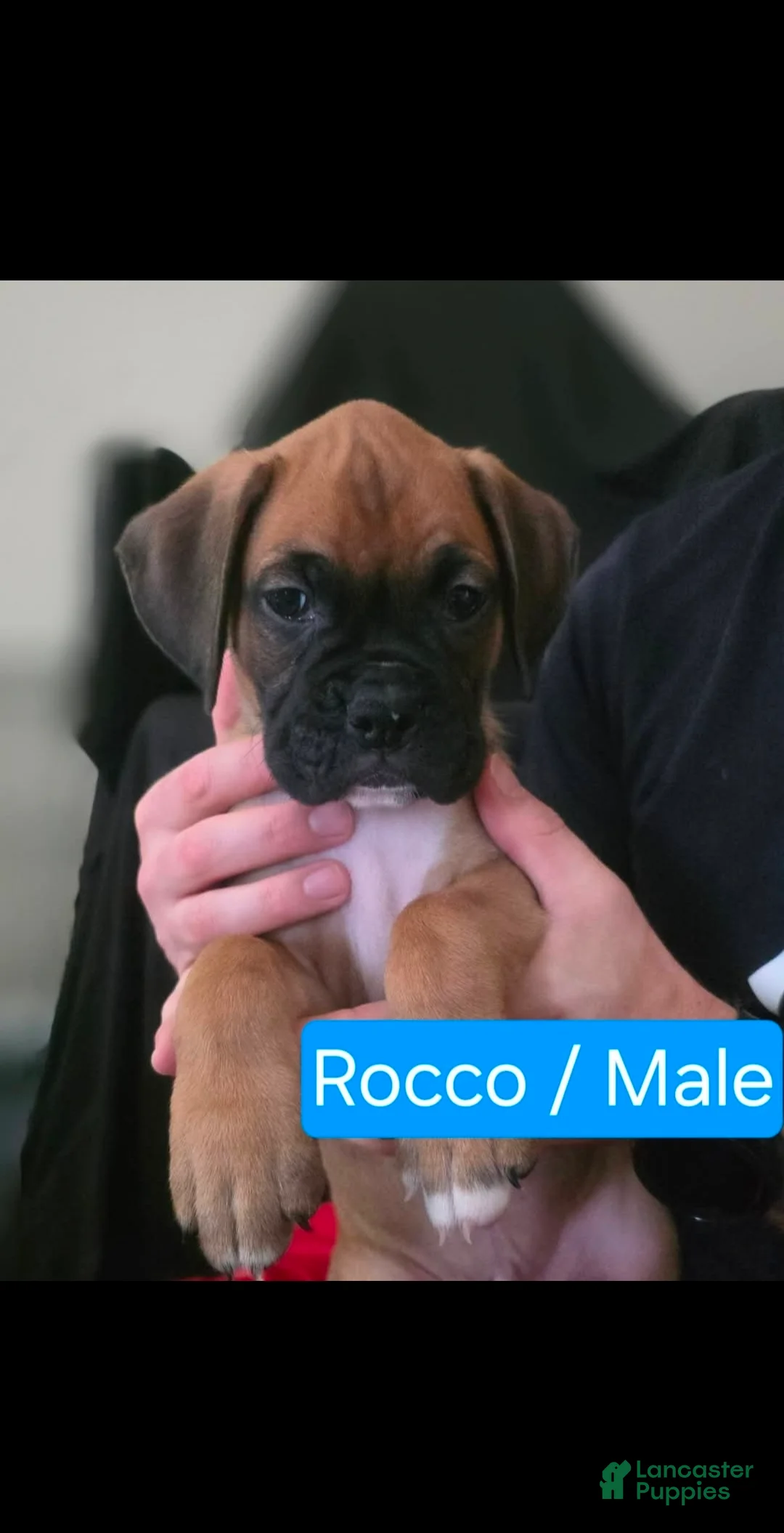 Boxer dogs for sale: Rocco - Ad 1