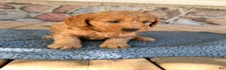 Mini Goldendoodle dogs for sale: Bud - Ad 4