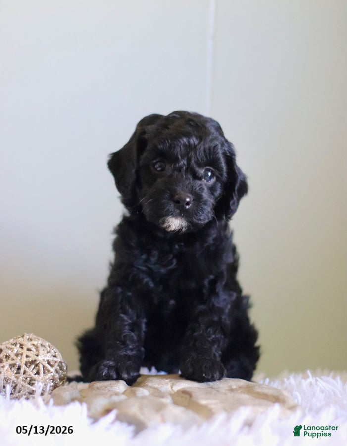 Cavapoo dogs Laddie Special Needs - Ad 1