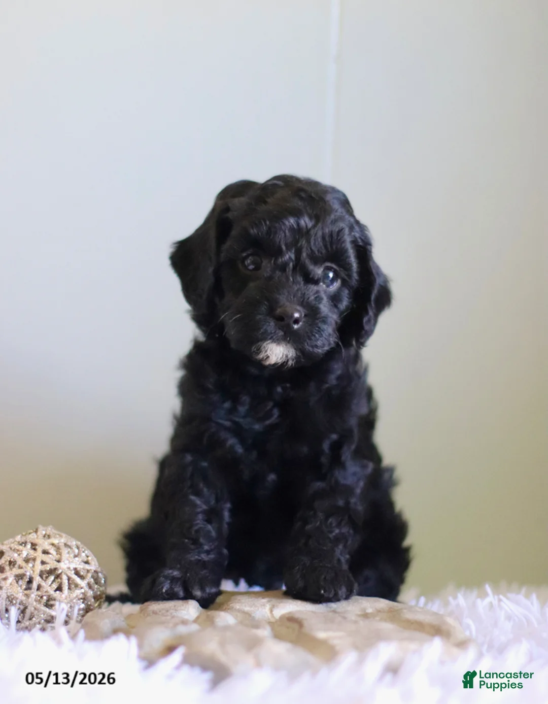 Cavapoo dogs for sale: Laddie Special Needs - Ad 1