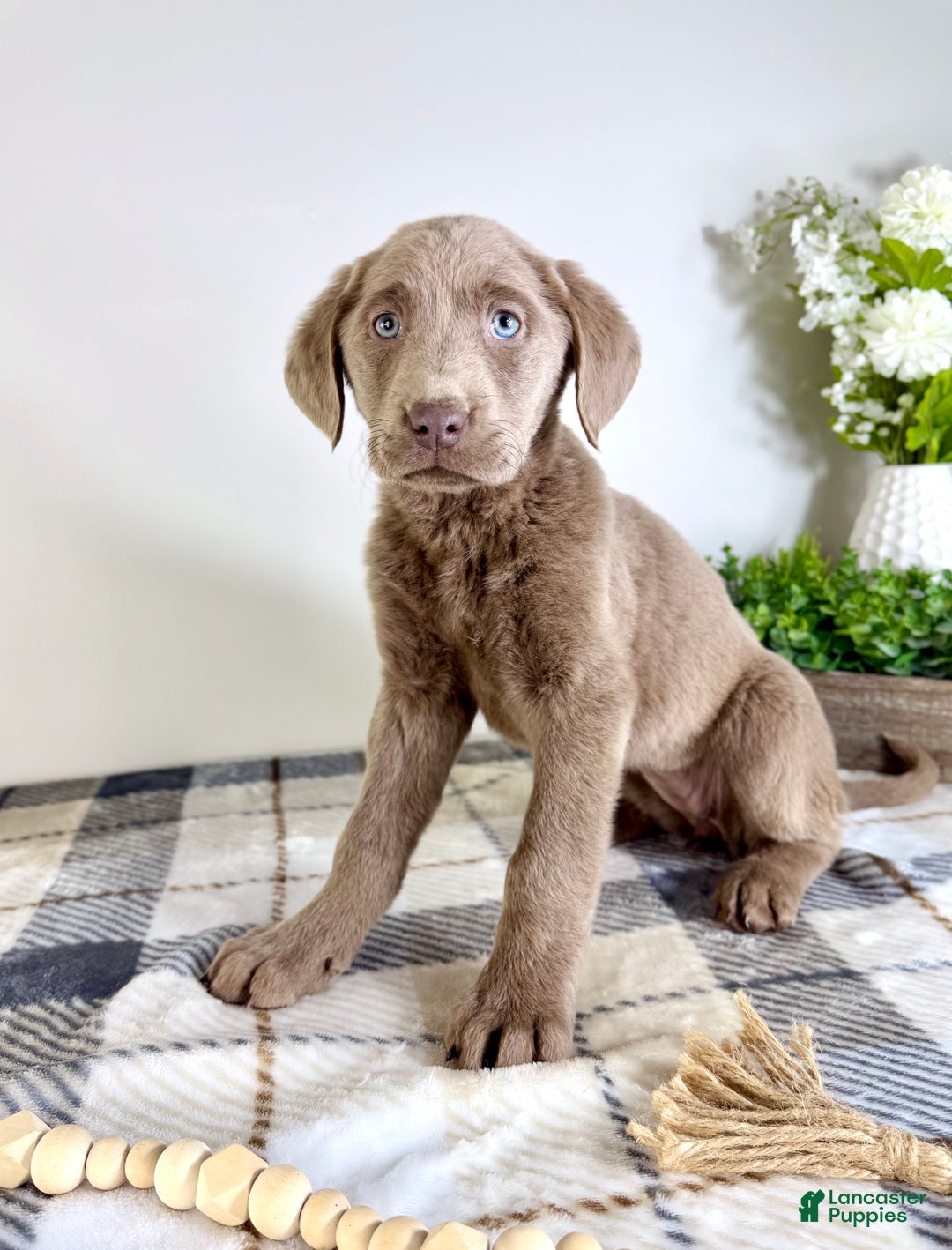Labrador Retriever dogs for sale: AKC Luna - Ad 4