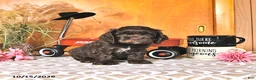 Cocker Spaniel dogs for sale: Raylyn - Ad 1