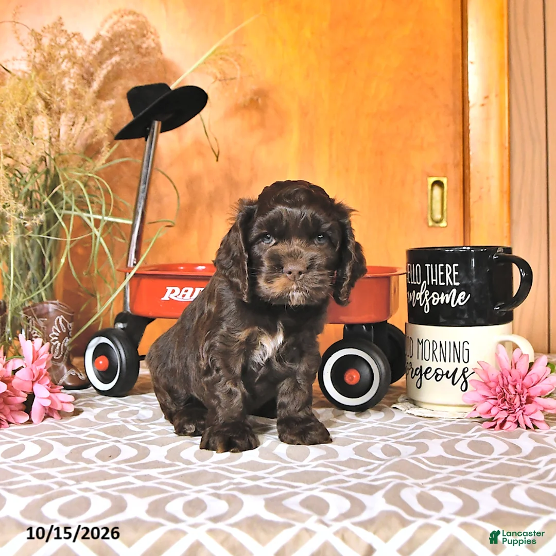 Cocker Spaniel dogs for sale: Raylyn - Ad 1