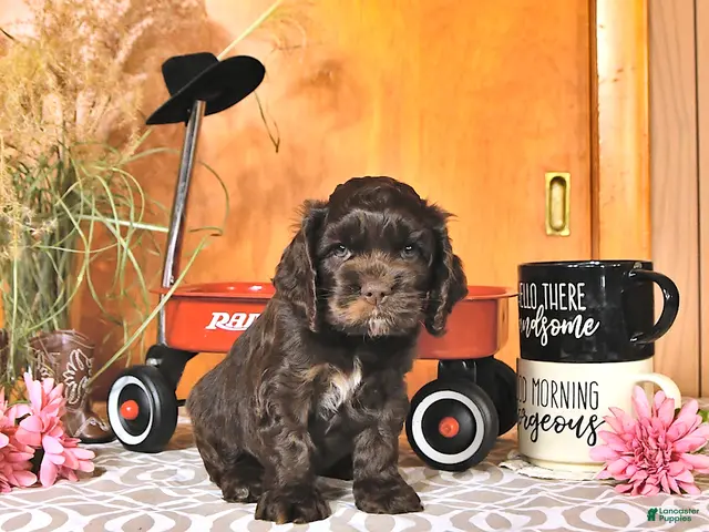 Cocker Spaniel dogs Raylyn - Ad 1