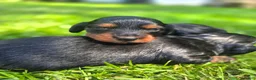 Mixed Breed dogs for sale: Lily - Ad 1