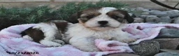 Mixed Breed dogs for sale: Bonnie  - Ad 3