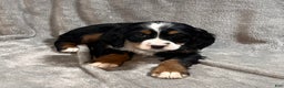 Bernedoodle dogs for sale: Ginger - Ad 3