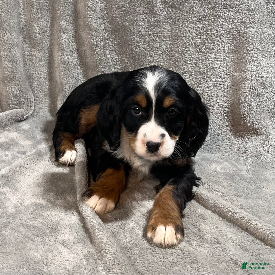 Bernedoodle dogs for sale: Ginger - Ad 3