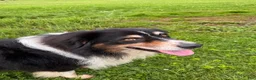 Australian Shepherd dogs for stud: Luca Vito - Ad 7