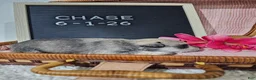 Miniature Schnauzer dogs for sale: Case - Ad 10