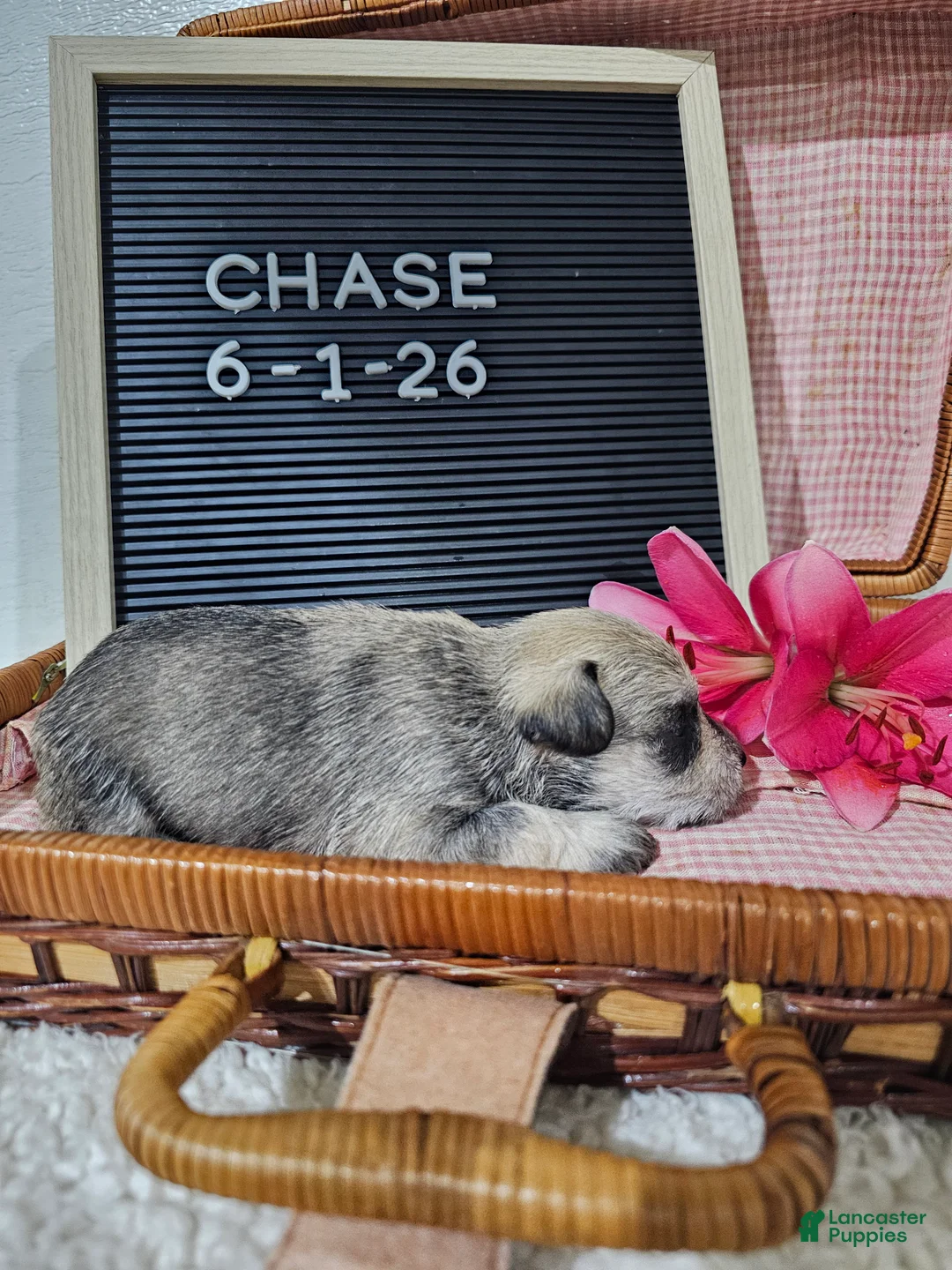Miniature Schnauzer dogs for sale: Case - Ad 10