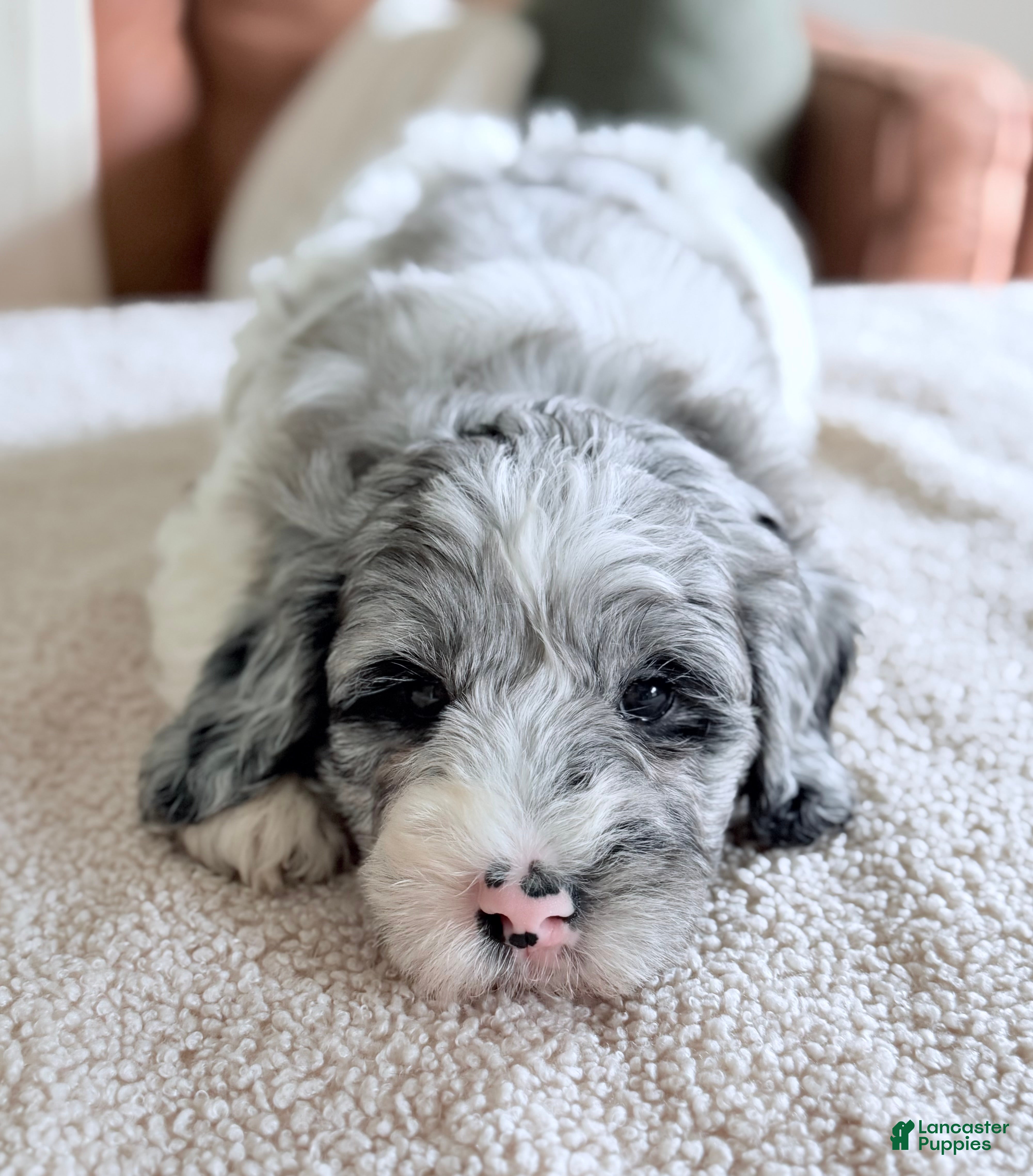Goldendoodle dogs Cottontail  - Ad 2