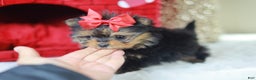 Mixed Breed dogs for sale: jESSICA YORKIE-POM - Ad 2