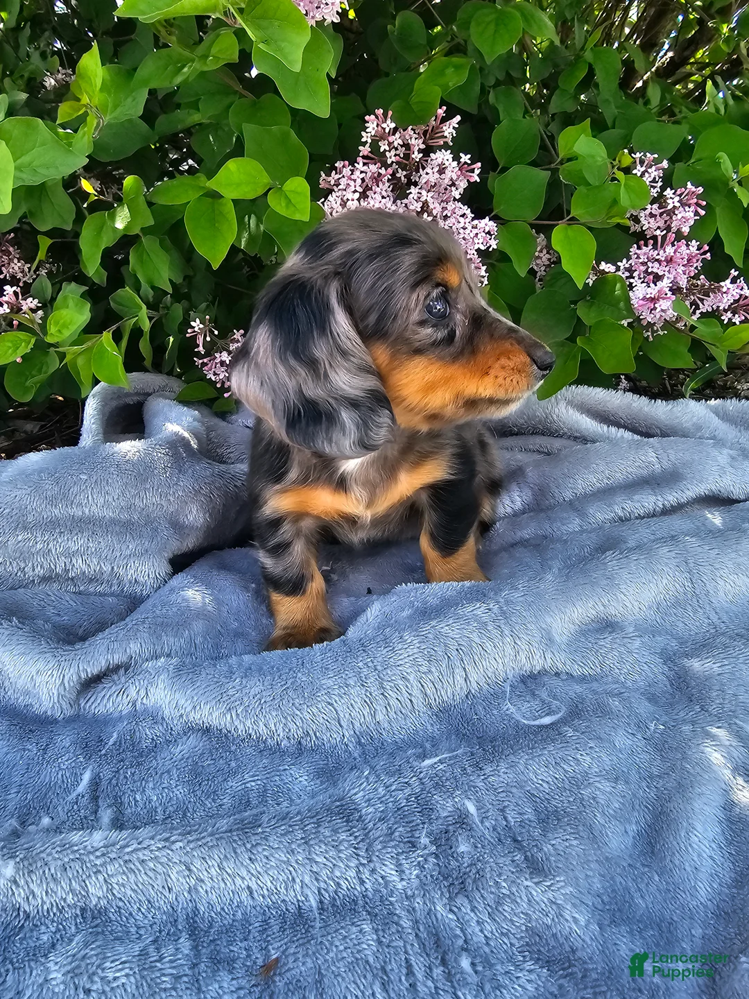 Dachshund dogs for sale: Peggy - Ad 2