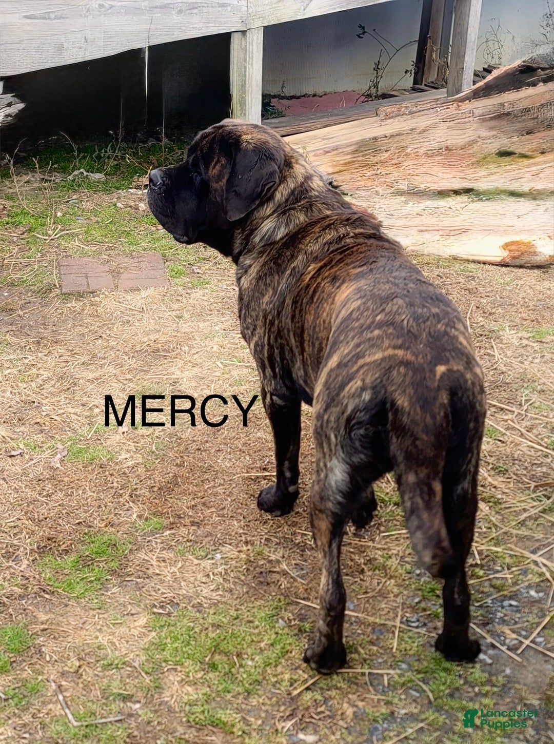 Tubby for sale in Troy Lancaster Puppies