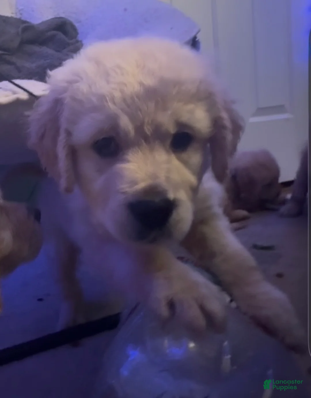 Golden Retriever dogs for sale: Bella - Ad 1