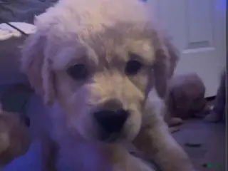 Golden Retriever dogs Bella - Ad 5