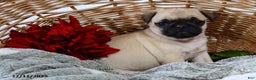 Pug dogs for sale: Holly - Ad 1